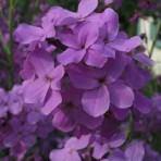 Hesperis Purpurea. (Purple, Sweet Rocket)