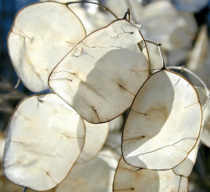 Honesty Seed Pods