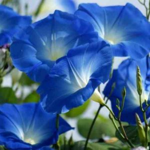 Ipomoea Heavenly Blue Flowers.