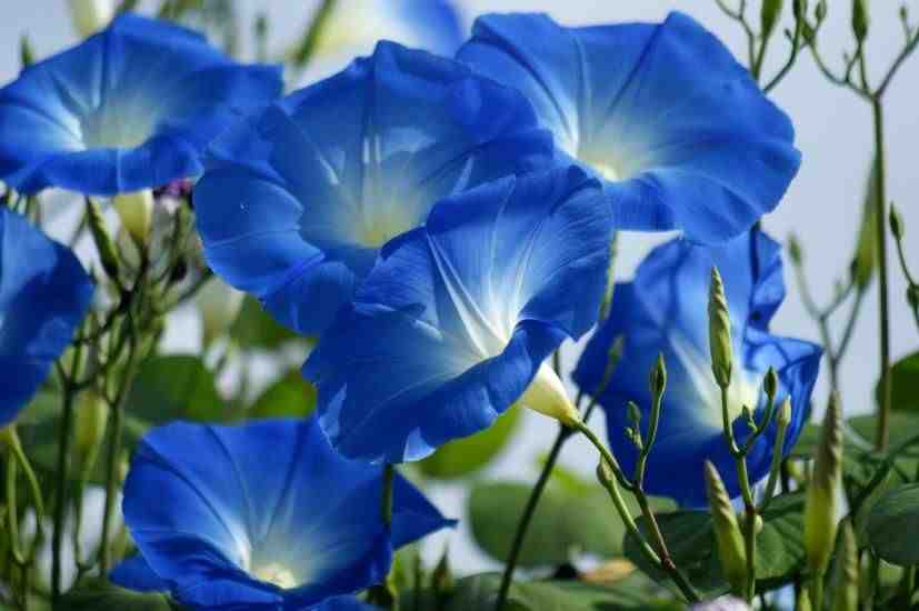 Ipomoea Heavenly Blue Flowers.