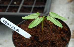 Ipomoea Seedling. 26 days old.