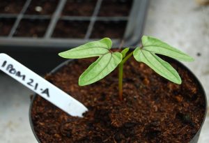Ipomoea Seedling. 26 days old.