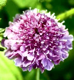 Scabiosa Flower