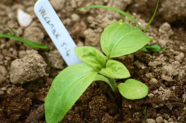 sunflower seedlings falling over