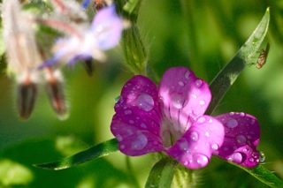 Corncockle Flower