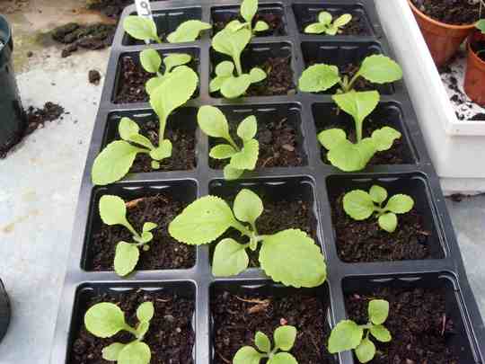 transplanting foxglove seedlings