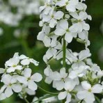 Hesperis Alba (White, Sweet Rocket)