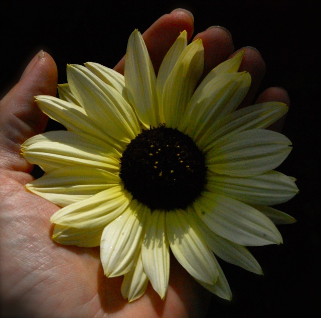 Sunflower 'Vanilla Ice'