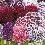Sweet William, ‘Auricula-Eyed’.