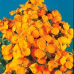 Wallflower. ‘Cloth of Gold’.