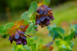Cerinthe major 