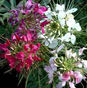 Cleome in flower.