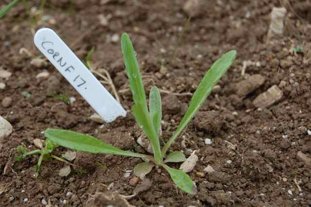 Cornflower seedling, slow to get started this year with the cold spring. This one is about 8 weeks old!