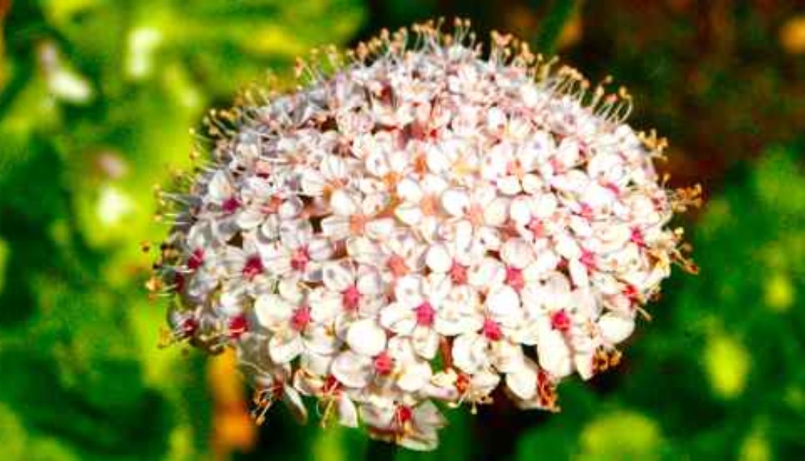 didiscus flower