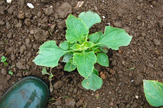 tithonia seedling from seeds