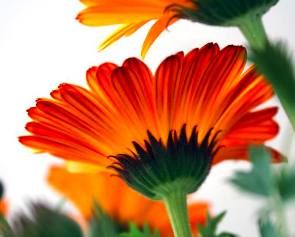 Calendula 'indian prince'