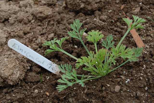 Eschscholzia Seedling, about 7 weeks old.