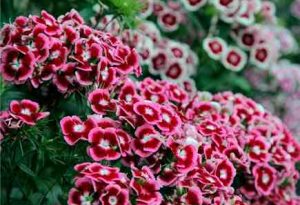 Flower seeds to sow in July