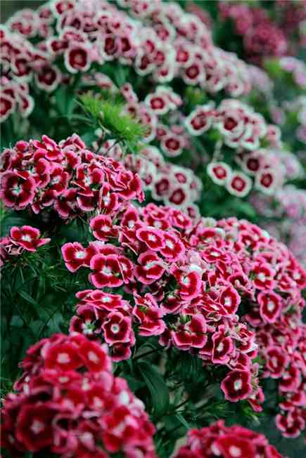 Flower seeds to sow in July