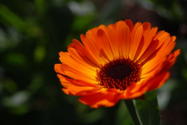 Growing Calendula For Your Cut Flower Patch – Higgledy Garden