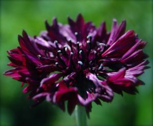 cornflower black ball