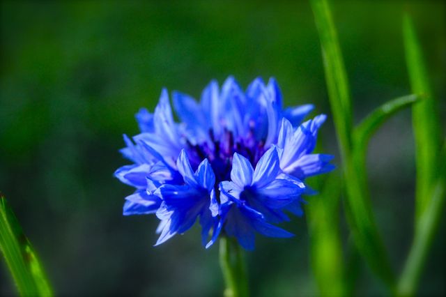 Cornflower 'Blue Ball'