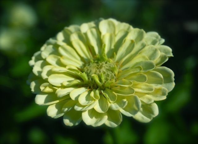 Colour Wheel Garden Grow Along! Part 5: Green!