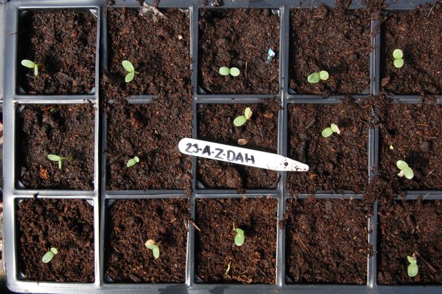 growing zinnias from seed outdoors