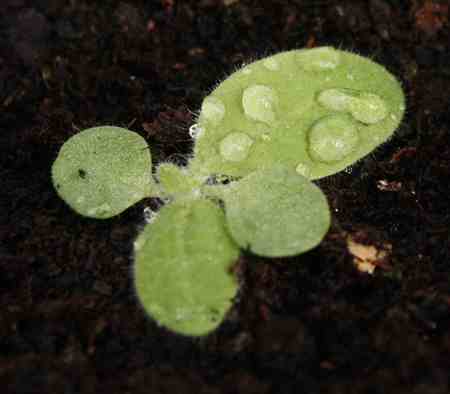 Nicotiana seedling