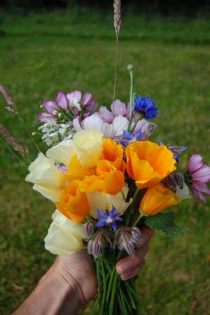 Seasonal Flowers July