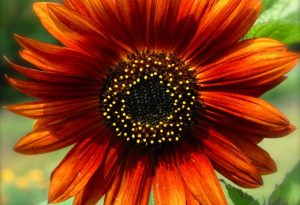 sunflower earthwalker