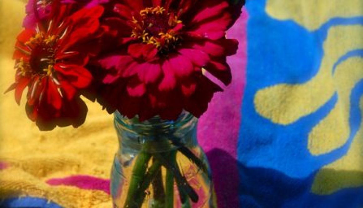 zinnia flower