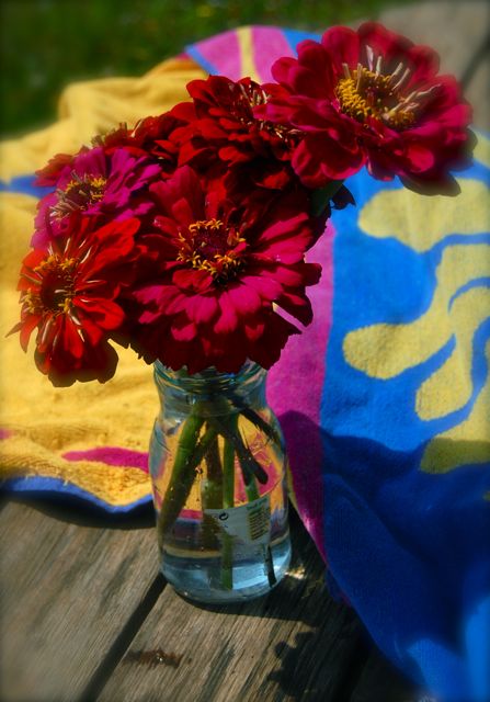 zinnia flower seedlings