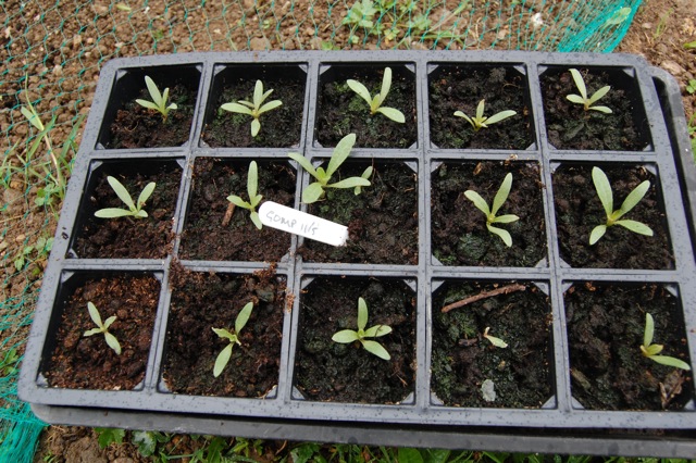 Gomphrena Seedlings