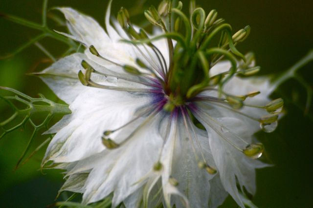 White Nigella (It is 'Persian Jewels' that are the Nigella chosen for the collection.