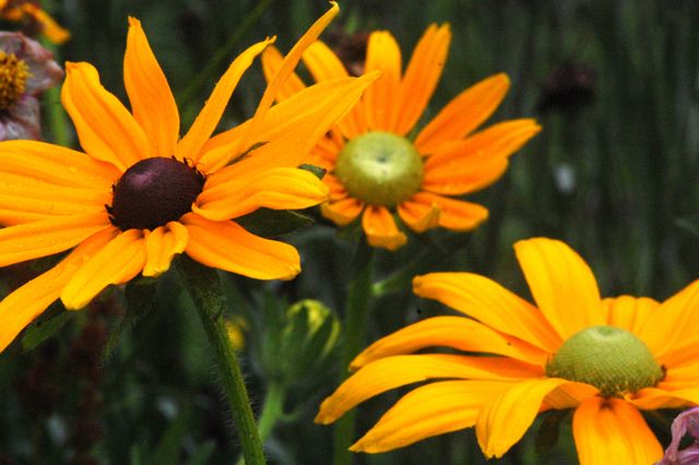 Rudbeckia