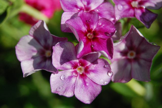 Phlox 'Grandiflora Tall Mix'...yes...what a cracker...'ding dong!'