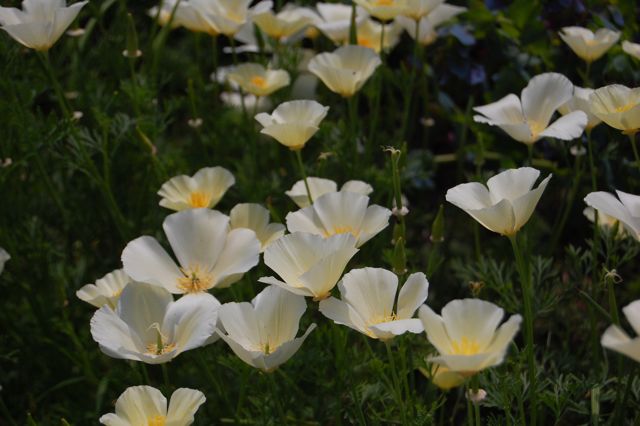 Autumn Sowing Of Californian Poppy ‘Ivory Castle’. – Higgledy Garden