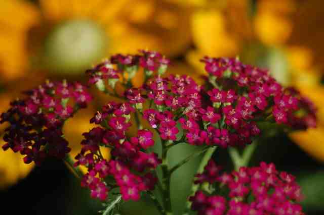 Achillea ‘Cerise Queen’. The Hot Biscuit In The 2015 Cut Flower Gardens Of The Chic.