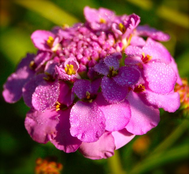 Candytuft 'Crown' comes in whites, pinks & purples.