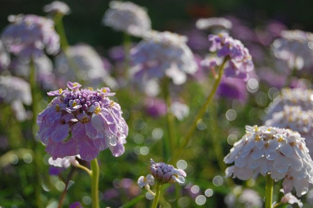 Candytuft 'Crown' Hanging out at Higgledy