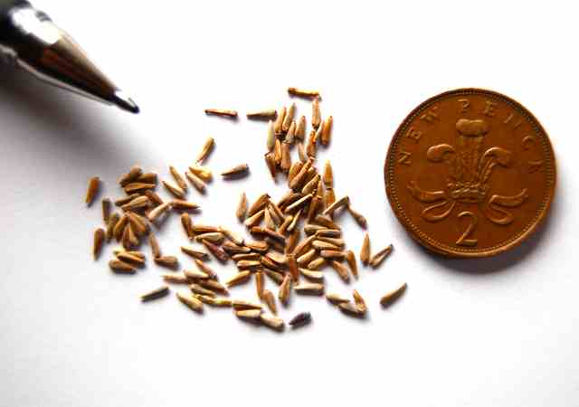 aster seedlings