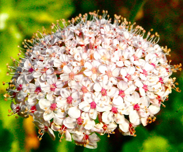 didiscus blue lace flower