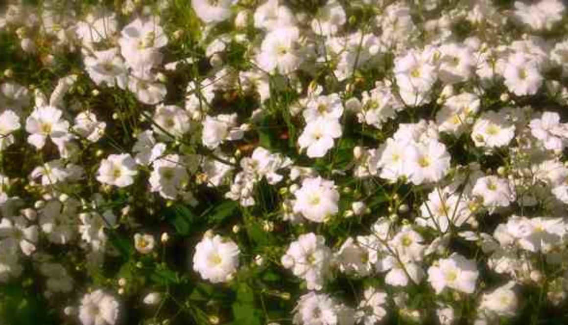 Gypsophila 'Covent Garden'. Underrated Flounce. – Higgledy Garden