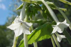Nicotiana ‘White Trumpets’. A Cut Flower Garden Great.