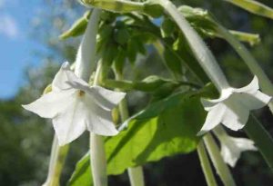 Nicotiana 'White Trumpets'. A Cut Flower Garden Great.
