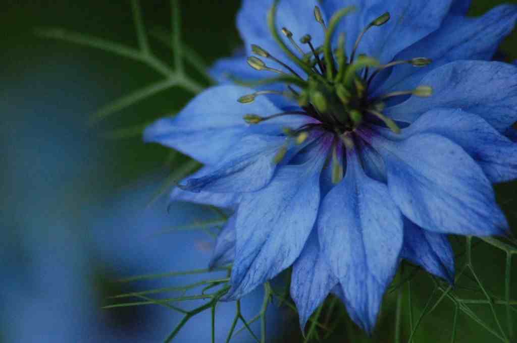 Nigella 'Light Blue'
