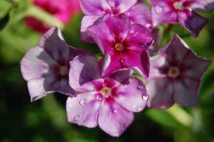 Phlox drummondii at Higgledy