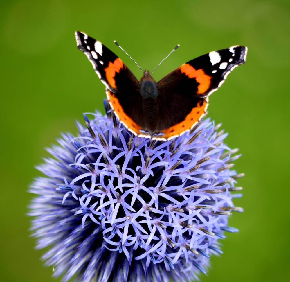 Red Admiral on Echinops. (3) sm