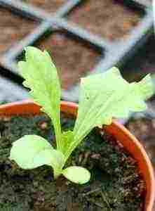 Scabiosa-atropurpurea-seedling